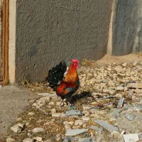 مجموعه مرغ اصیل کورد