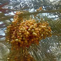 رطب برهی درجه یک