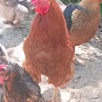 خروس محلی درشت