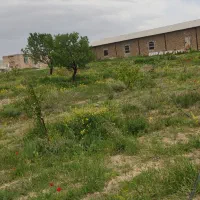 کارگر مرغداری تخمگذار