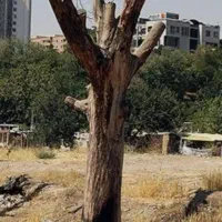 خریدوفروش،وبرش‌درختان‌ازباغات‌وهرس‌کردن