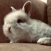 بچه خرگوش لوپ و جرسی دونه ۵۵۰