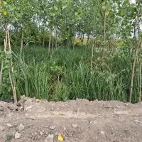 زمین باغی داخل طرح