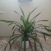 فروش گل پاندانوس