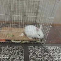 خرگوش