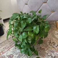 گل وگیاه طبیعی