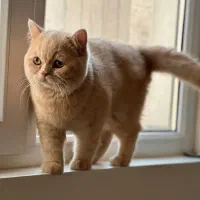 گربه بریتیش گارفیلدی نر آماده جفت گیری