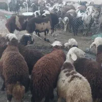 بره نر پلنگی پای پروار