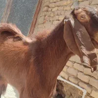 بز نر ودوتا گوسفند نر