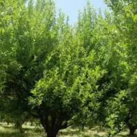 خانه باغ دهبالا