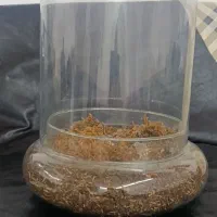 فروش یک عدد گلدان شیشه ای تراریوم بزرگ