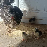مرغ گلین خال سوزنی باجوجه