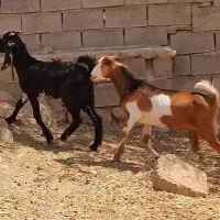 کهره نر نجدی