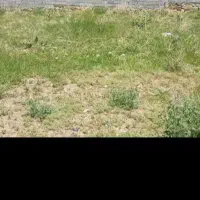 فروش-باغ