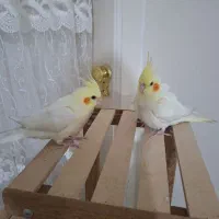 عروس هلندی