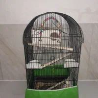 عروس هلندی نردستی با قفس لوازم کامل