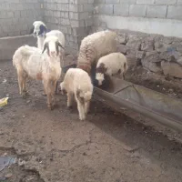 گوسفند مطافیل قلعه چنعان پشته پم بنزین خانه