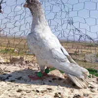 دوتا گرفتنی نر