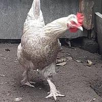 مرغ تخمگذار درشت