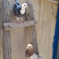 کبوتر کفتر پرشی