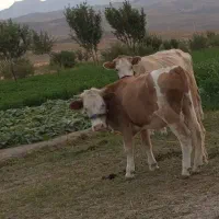 یک عدد نوبر آبستن و گاو جوان آبستن
