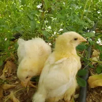 دوعدد جوجه مرغ دوهفته