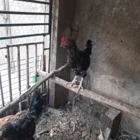 حیوانات مزرعه