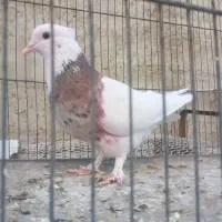 کبوتر طوقی سرور مهر