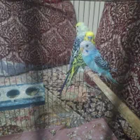 مرغ عشق
