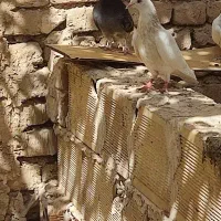 تهرانی