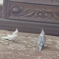 عروس هلندی