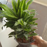 گل.|گل و گیاه طبیعی|نیشابور, رحمت آباد|دیوار
