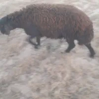 بره قوچی هترو ۱۲ راس