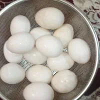 تخم اردک نطفه دار