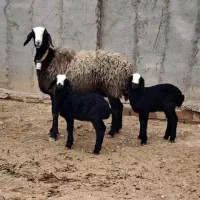 بزرگترین مرکز فروش دام چندقلوزا  ارسالی گوسفند بره