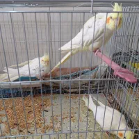عروس هلندی همراه جوجه