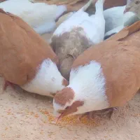یک جفت نرماده مخمل زرد۳برقفل بدونه عیب باهم