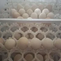 دستگاه جوجه کشی ۵۸۸ تایی