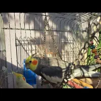 یک جفت عروس هلندی همراه با قفس