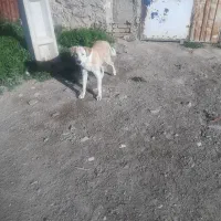 سگ نر|سگ|دهگلان, |دیوار