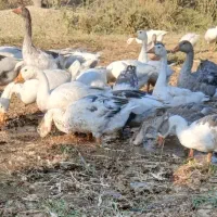 قاز