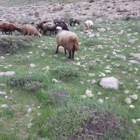 قوچ ۴ساله|حیوانات مزرعه|معمولان, |دیوار