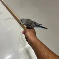 جوجه مرغ عشق ۲ ماهه