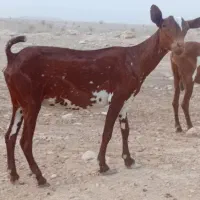 بز،|حیوانات مزرعه|خمیر, |دیوار