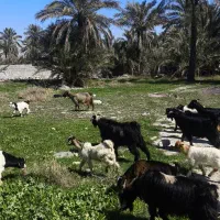 بز داشتی|حیوانات مزرعه|بهبهان, |دیوار