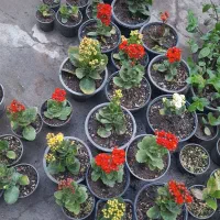گل آپارتمانی ارزان ۵۰ تومن الی۳۰۰