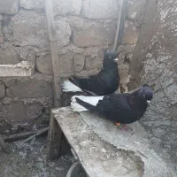 کبوتر زیل دم سفید نروماده