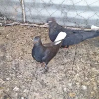 جوجه برا دستی کردن
