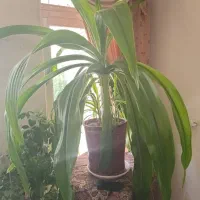 گل آپارتمانی اشک ملکه