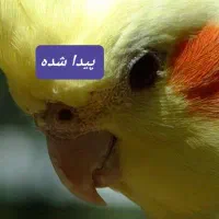 عروس هلندی پیدا شده